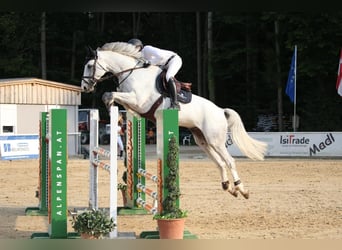 Irish Sport Horse, Wallach, 8 Jahre, 166 cm, Schimmel