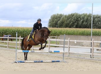 Irish Sport Horse, Wallach, 8 Jahre, 167 cm, Brauner