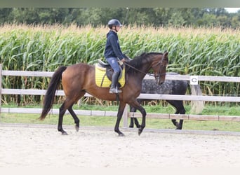Irish Sport Horse, Wallach, 8 Jahre, 167 cm, Brauner