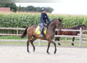 Irish Sport Horse, Wallach, 8 Jahre, 167 cm, Brauner