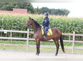 Irish Sport Horse, Wallach, 8 Jahre, 167 cm, Brauner