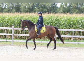 Irish Sport Horse, Wallach, 8 Jahre, 167 cm, Brauner