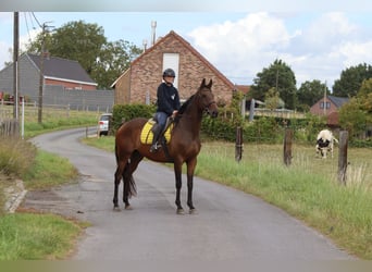 Irish Sport Horse, Wallach, 8 Jahre, 167 cm, Brauner