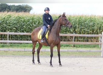 Irish Sport Horse, Wallach, 8 Jahre, 167 cm, Brauner