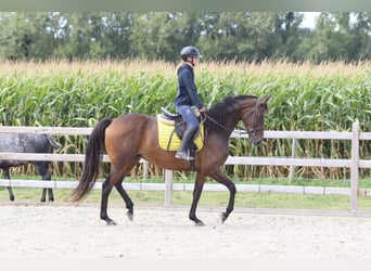 Irish Sport Horse, Wallach, 8 Jahre, 167 cm, Brauner