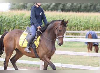 Irish Sport Horse, Wallach, 8 Jahre, 167 cm, Brauner