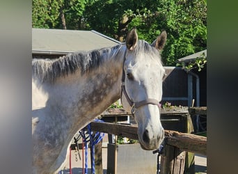 Irish Sport Horse, Wallach, 8 Jahre, 168 cm, Apfelschimmel