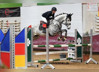 Irish Sport Horse, Wallach, 8 Jahre, 169 cm, Apfelschimmel