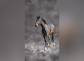 Irish Sport Horse, Wallach, 8 Jahre, 170 cm, Dunkelbrauner