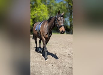 Irish Sport Horse, Wallach, 8 Jahre, 170 cm, Dunkelbrauner