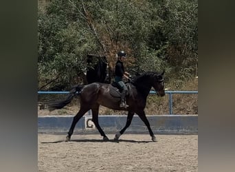 Irish Sport Horse Mix, Wallach, 8 Jahre, 170 cm, Dunkelbrauner