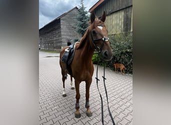 Irish Sport Horse, Wallach, 8 Jahre, 170 cm, Fuchs