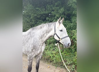 Irish Sport Horse, Wallach, 8 Jahre, 170 cm, Schimmel