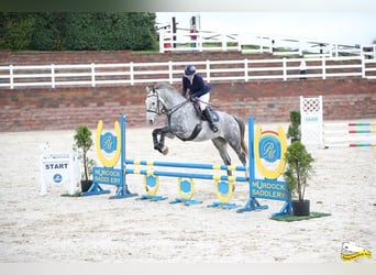 Irish Sport Horse, Wallach, 8 Jahre, 170 cm, Schimmel