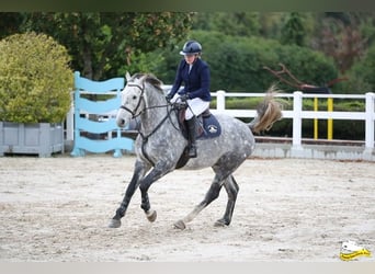 Irish Sport Horse, Wallach, 8 Jahre, 170 cm, Schimmel