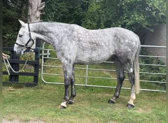 Irish Sport Horse, Wallach, 8 Jahre, 170 cm, Schimmel
