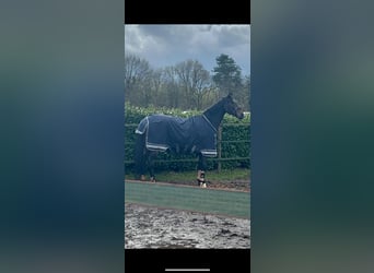 Irish Sport Horse, Wallach, 8 Jahre, 171 cm, Dunkelbrauner