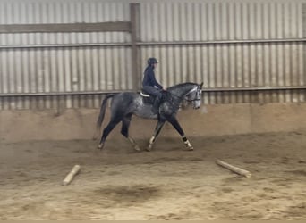 Irish Sport Horse, Wallach, 8 Jahre, 173 cm, Schimmel