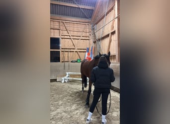 Irish Sport Horse, Wallach, 8 Jahre, 175 cm, Brauner