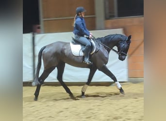 Irish Sport Horse, Wallach, 8 Jahre, 175 cm, Rappe
