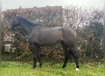 Irish Sport Horse, Wallach, 8 Jahre, 175 cm, Schwarzbrauner