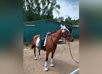 Irish Sport Horse Mix, Wallach, 9 Jahre, 150 cm, Rotbrauner