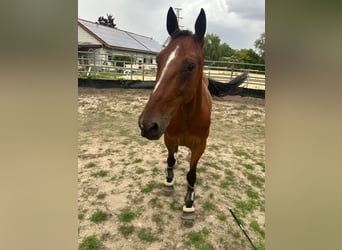 Irish Sport Horse Mix, Wallach, 9 Jahre, 150 cm, Rotbrauner