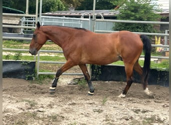 Irish Sport Horse Mix, Wallach, 9 Jahre, 150 cm, Rotbrauner