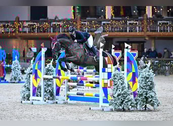 Irish Sport Horse, Wallach, 9 Jahre, 155 cm, Rappe