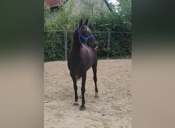Irish Sport Horse, Wallach, 9 Jahre, 158 cm, Rappe