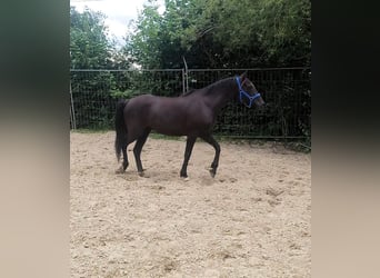 Irish Sport Horse, Wallach, 9 Jahre, 158 cm, Rappe