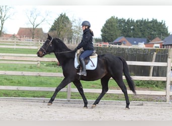 Irish Sport Horse, Wallach, 9 Jahre, 160 cm, Rappe