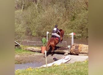 Irish Sport Horse, Wallach, 9 Jahre, 163 cm, Dunkelfuchs