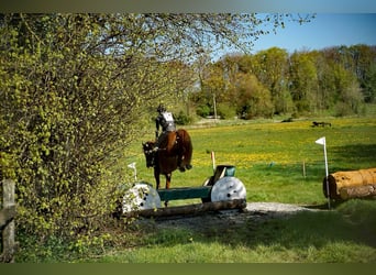 Irish Sport Horse, Wallach, 9 Jahre, 163 cm, Dunkelfuchs