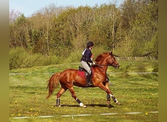 Irish Sport Horse, Wallach, 9 Jahre, 163 cm, Dunkelfuchs