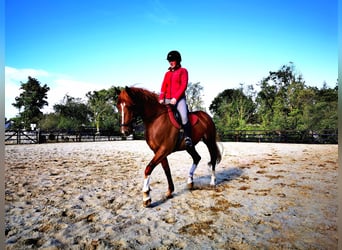 Irish Sport Horse, Wallach, 9 Jahre, 163 cm, Dunkelfuchs