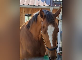 Irish Sport Horse, Wallach, 9 Jahre, 164 cm, Fuchs