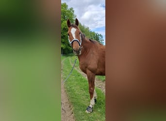 Irish Sport Horse, Wallach, 9 Jahre, 164 cm, Fuchs