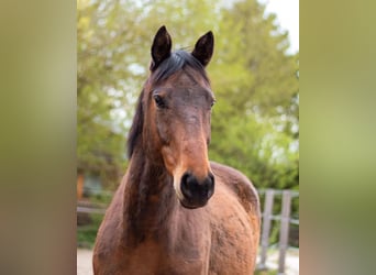 Irish Sport Horse, Wallach, 9 Jahre, 165 cm, Brauner