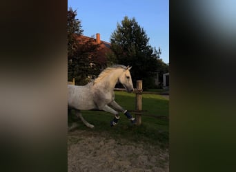 Irish Sport Horse, Wallach, 9 Jahre, 167 cm, Fliegenschimmel
