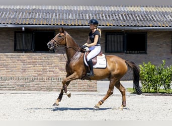 Irish Sport Horse, Wallach, 9 Jahre, 168 cm, Brauner