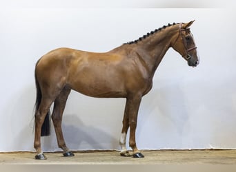 Irish Sport Horse, Wallach, 9 Jahre, 168 cm, Brauner