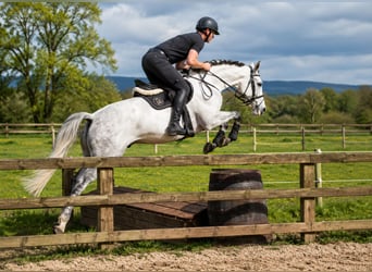 Irish Sport Horse, Wallach, 9 Jahre, 168 cm, Schimmel