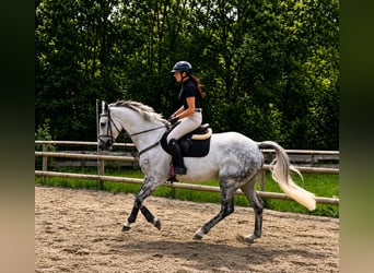 Irish Sport Horse, Wallach, 9 Jahre, 168 cm, Schimmel