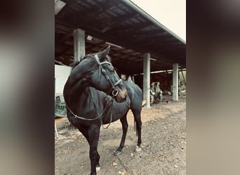 Irish Sport Horse, Wallach, 9 Jahre, 170 cm, Brauner
