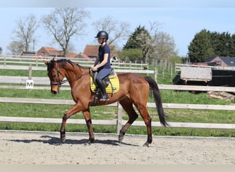 Irish Sport Horse, Wallach, 9 Jahre, 170 cm, Brauner