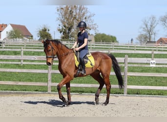 Irish Sport Horse, Wallach, 9 Jahre, 170 cm, Brauner