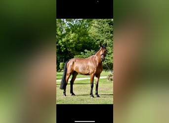 Irish Sport Horse, Wallach, 9 Jahre, 170 cm, Brauner