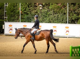 Irish Sport Horse, Wallach, 9 Jahre, 170 cm, Brauner
