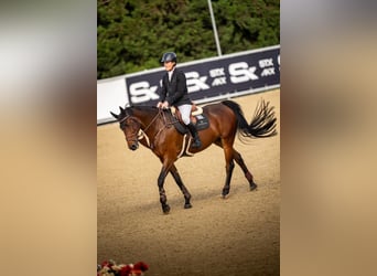 Irish Sport Horse, Wallach, 9 Jahre, 170 cm, Brauner